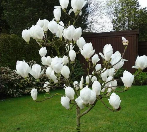 Саженцы магнолии Double White, 3 года - фото № 1