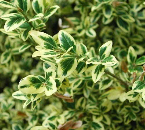 Саженцы самшита Вариегатного в продаже - фото № 1