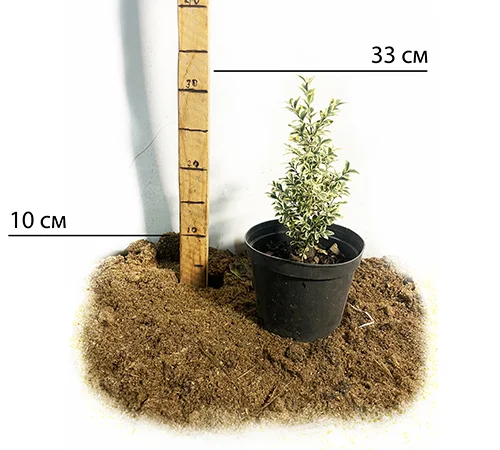 Саженцы самшита Вариегатного в продаже - фото № 2