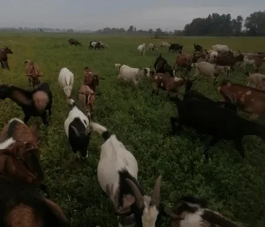 Продаж кіз,молодих цапикі, на мясо - фото № 1