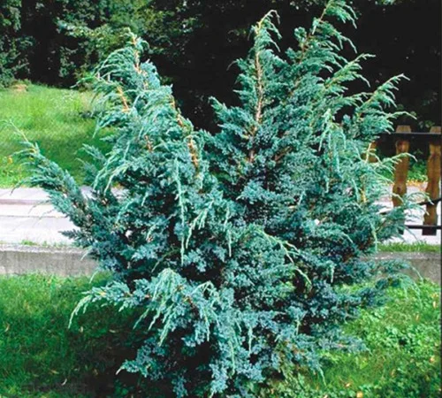 Саженцы ялівца Мес в продаже - фото № 1