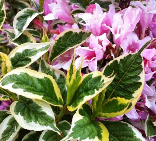 Саженцы вейгели Nana Variegata (ряболиста) в продаже - фото № 1