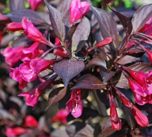 Саженцы Вейгелы Александра в Черновцах - фото № 1