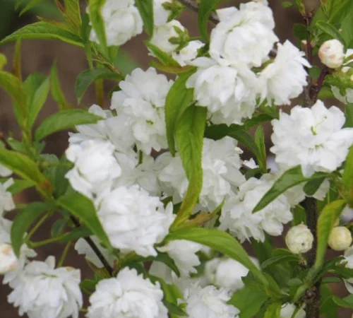 Саженцы сакуры Альба Плена в продаже - фото № 1