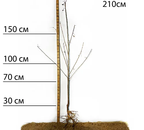 Саженцы сакуры Альба Плена в продаже - фото № 2