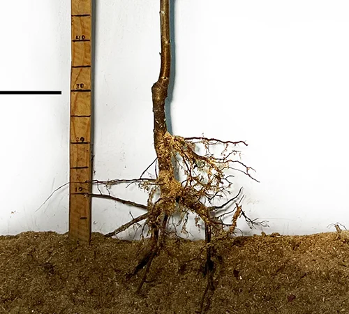 Саженцы сакуры Альба Плена в продаже - фото № 3