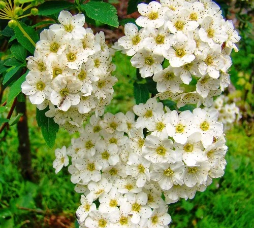 Саженцы спиреи Вангутта на продажу - фото № 1