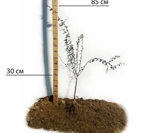 Саженцы спиреи Вангутта на продажу - фото № 2