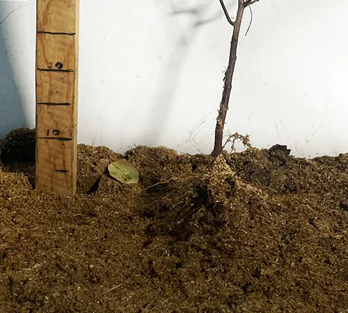 Саженцы спиреи Вангутта на продажу - фото № 3