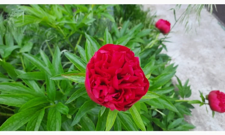Ранние красные пионы на продажу - фото № 1