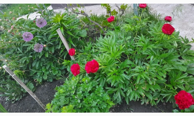 Ранние красные пионы на продажу - фото № 2