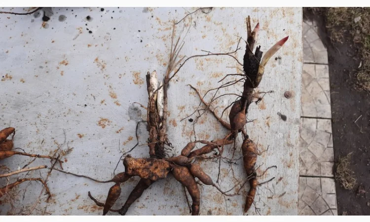 Ранние красные пионы на продажу - фото № 3