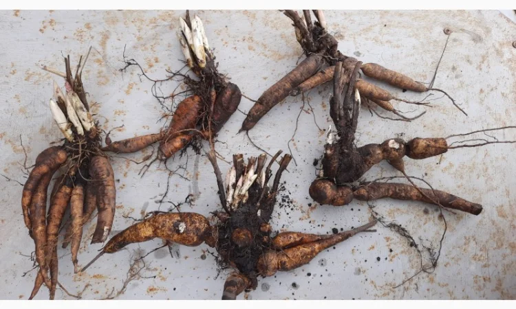 Ранние красные пионы на продажу - фото № 4