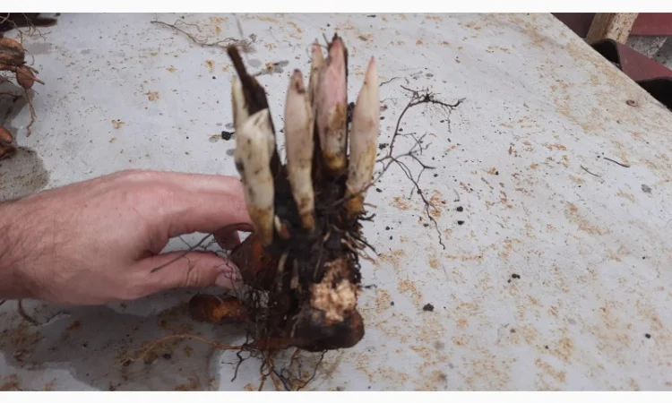 Ранние красные пионы на продажу - фото № 5