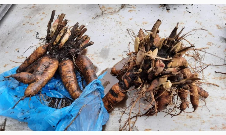 Ранние красные пионы на продажу - фото № 6