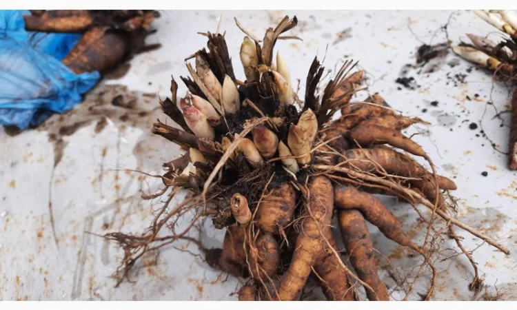 Ранние красные пионы на продажу - фото № 7