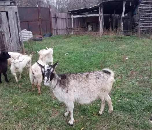 Срочно продам коз недорого - фото № 1