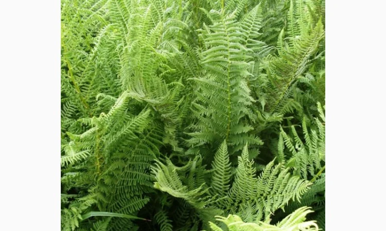Папоротник страусник-саженцы - фото № 1