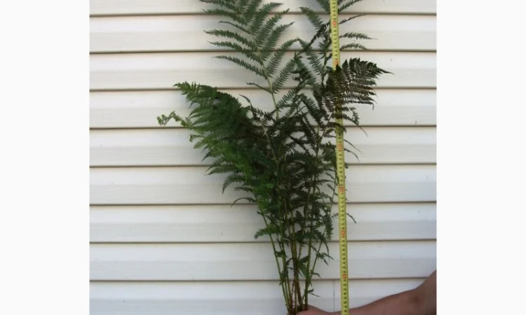 Папоротник страусник-саженцы - фото № 2