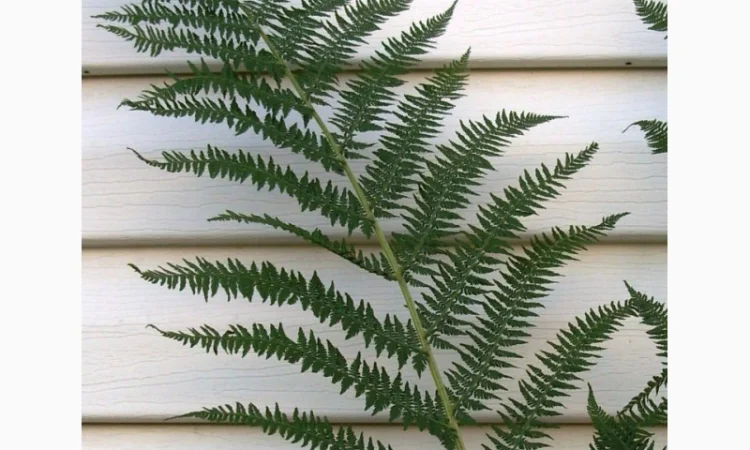 Папоротник страусник-саженцы - фото № 3