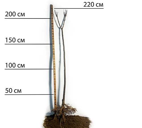 Саженцы катальпы на штамбе Нана - 1 год - фото № 1