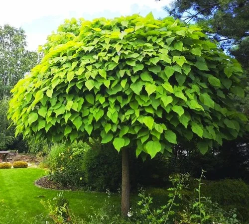 Саженцы катальпы на штамбе Нана - 1 год - фото № 2