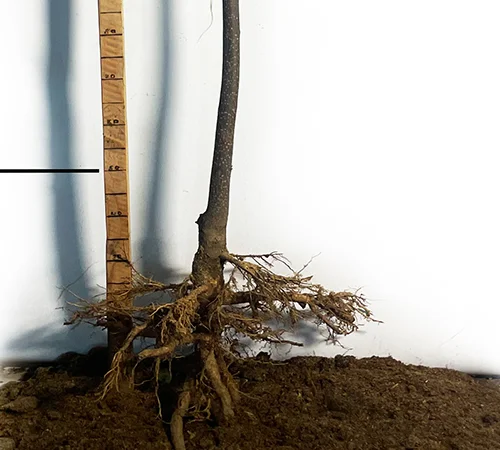 Саженцы катальпы на штамбе Нана - 1 год - фото № 3