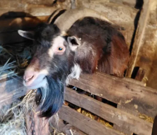 Продаю козу и козла ,жива вага - фото № 1