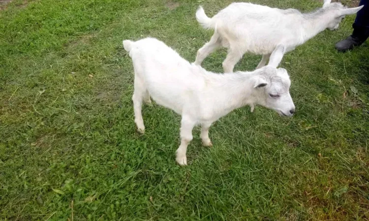 Пордам коз великих та малих, жива вага - фото № 1