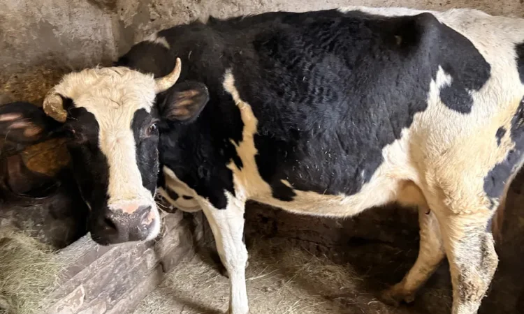 Говядину живым весом - фото № 1