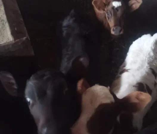 Телята на м'ясо та на плем'я бички та телички - фото № 1