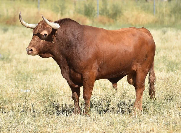 Продам быков на мясо - фото № 1