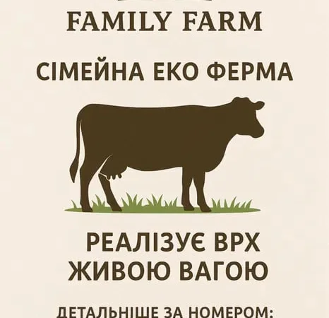 Продам биків живою вагою - фото № 1