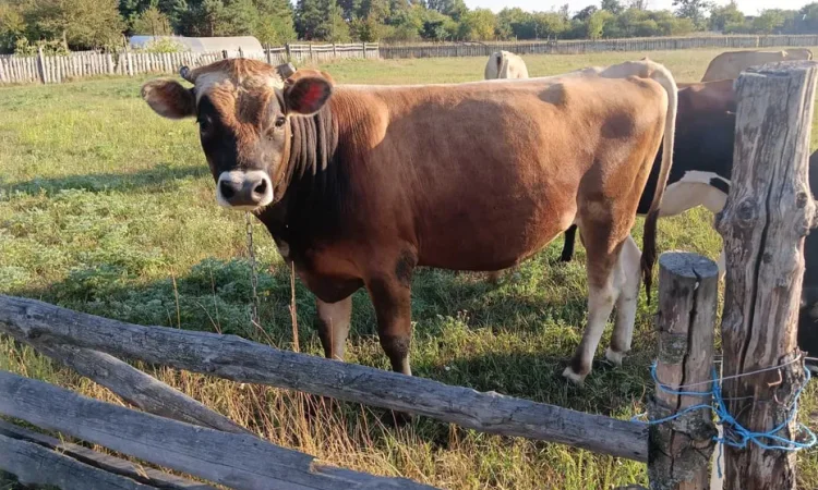 Бик на м'ясо (жива вага) - фото № 1