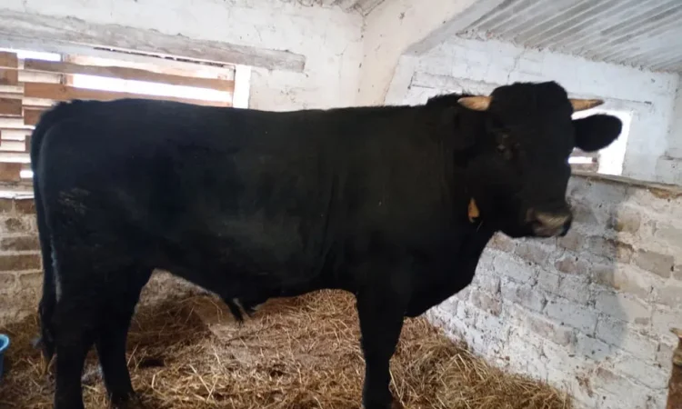 Продам быка живою вагою - фото № 1