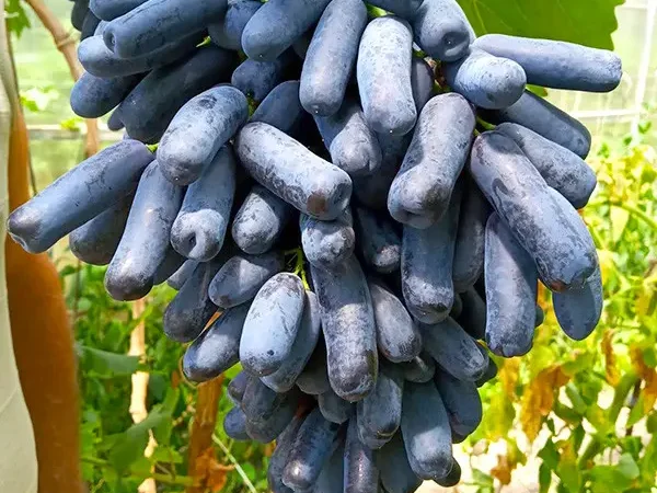 Саженцы сорта Кишмиш Аватар - фото № 1