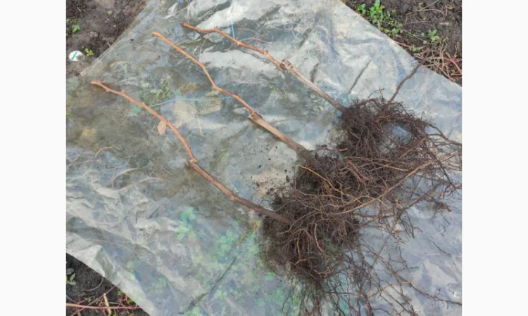 Саженцы сорта Кишмиш Аватар - фото № 2