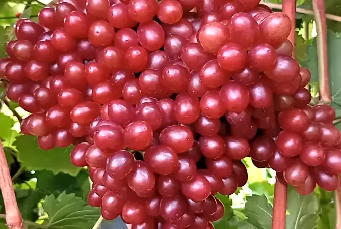 Саджанці винограду сорту Кишмиш Щелкунчик - фото № 1