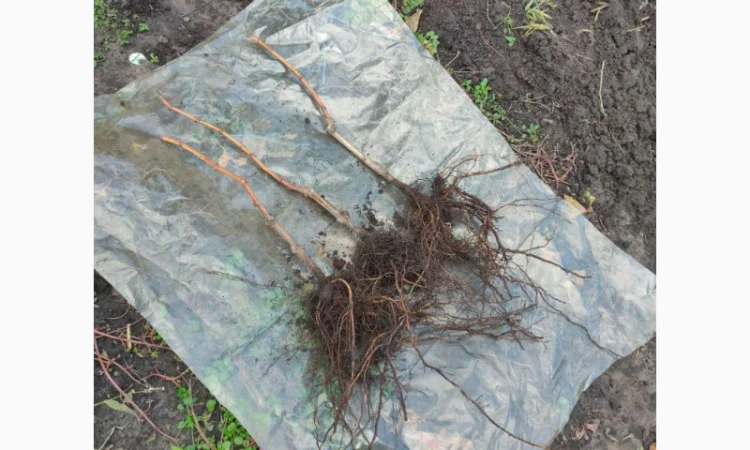 Саджанці винограду сорту Кишмиш Щелкунчик - фото № 2