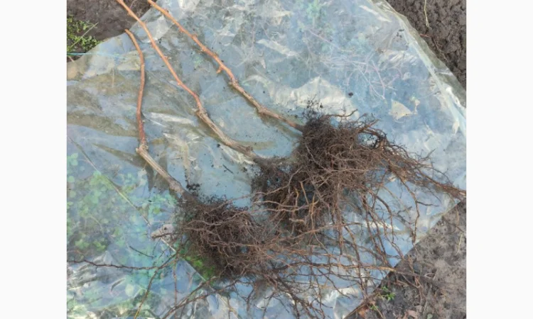 Саджанці сорту Кишмиш Хеллоуін - фото № 3