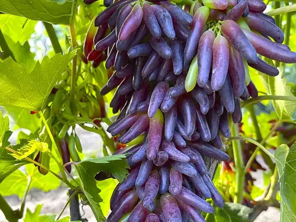 Саджанці сорту Кишмиш Хеллоуін - фото № 2