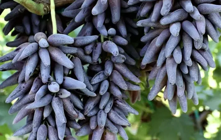 Саджанці сорту Кишмиш Хеллоуін - фото № 1