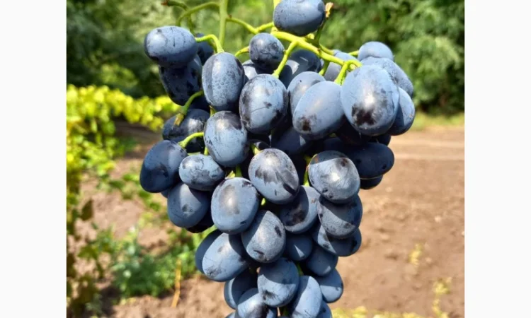 Саженцы винограда: лучшие сорта на весну 2026 года - фото № 10