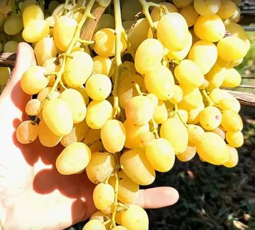 Саженцы винограда: лучшие сорта на весну 2026 года - фото № 11