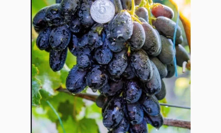 Саженцы винограда: лучшие сорта на весну 2026 года - фото № 12