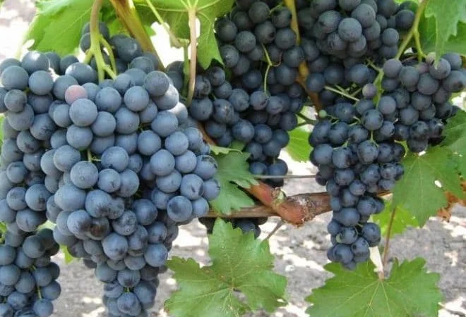 Саженцы винограда: лучшие сорта на весну 2026 года - фото № 13