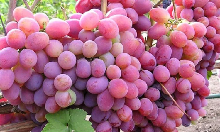 Саженцы винограда: лучшие сорта на весну 2026 года - фото № 14