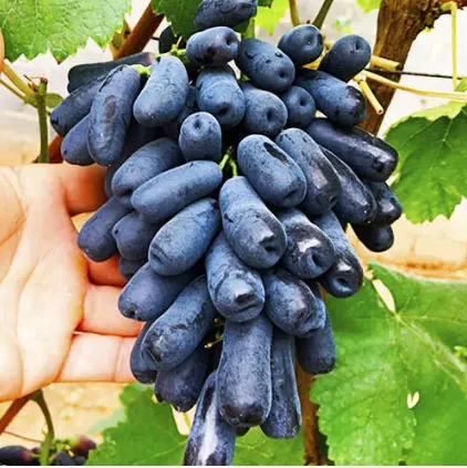 Саженцы винограда: лучшие сорта на весну 2026 года - фото № 15