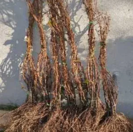 Саженцы винограда: лучшие сорта на весну 2026 года - фото № 2