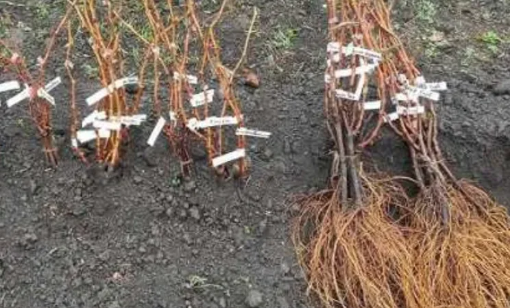 Саженцы винограда: лучшие сорта на весну 2026 года - фото № 3